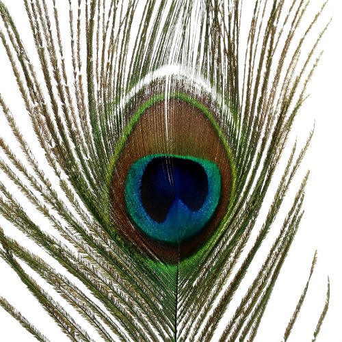 Product Peacock feathers 22cm - 30.5cm 12pcs