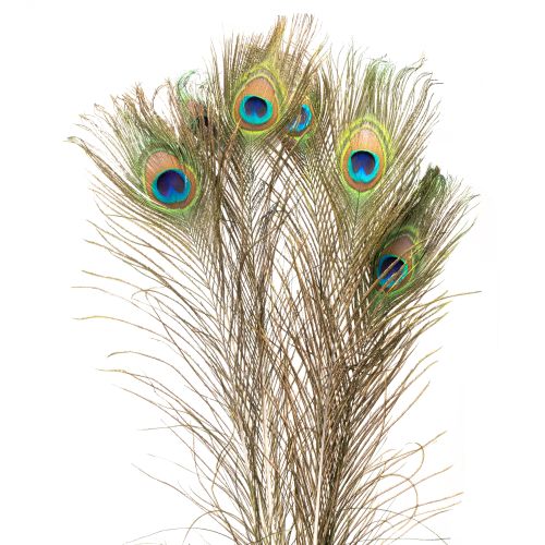 Floristik24 Peacock feathers decoration real bird feathers long 75-85cm 8 pieces
