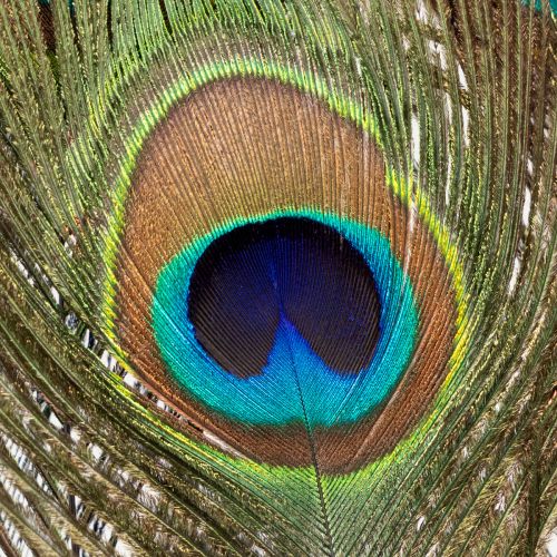 Product Peacock feathers decoration real bird feathers long 75-85cm 8 pieces