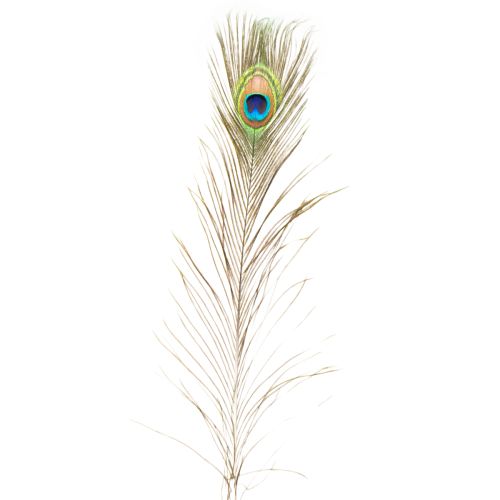 Product Peacock feathers decoration real bird feathers long 75-85cm 8 pieces