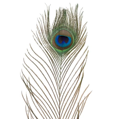 Product Peacock feathers, real bird feathers for crafting and decorating, 55cm, 10 pieces