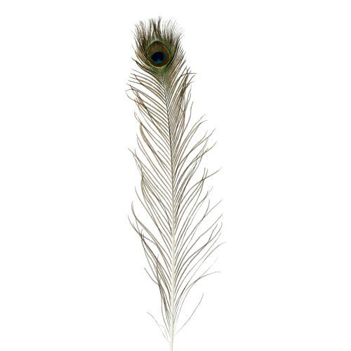 Floristik24 Peacock feathers decoration real bird feathers long 70cm 16 pcs