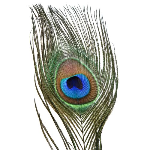 Floristik24 Peacock feathers decoration real bird feathers long 70cm 16 pcs