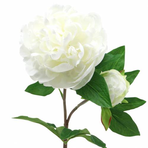 Floristik24 Peony white 72cm