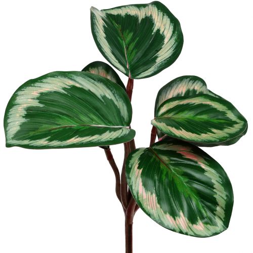 Plant Tropical Green, Pink 20cm