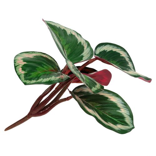 Floristik24 Plant Tropical Green, Pink 20cm