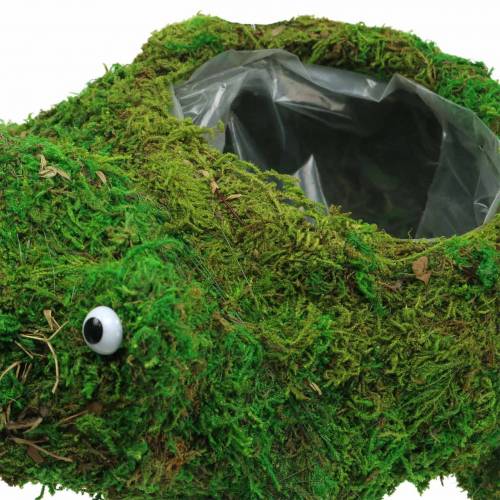 Product Planter frog with moss green 35 × 25cm H21cm