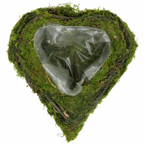 Floristik24 Plant heart vine, moss 22cm x 20cm H7cm