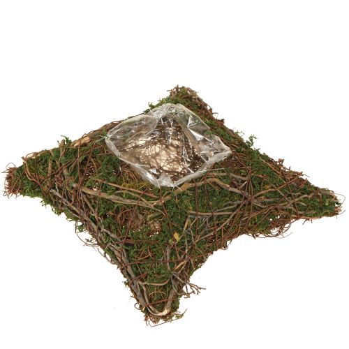 Plant cushion vines moss plant bowl natural 20×20×6.5cm
