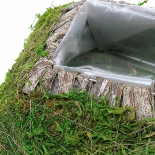 Product Plant cushion moss, bark 25cm × 25cm