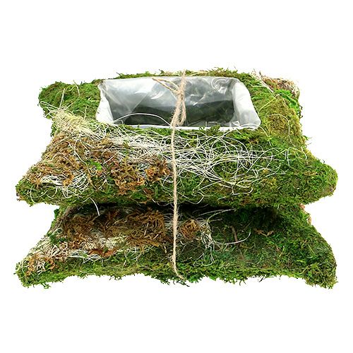 Floristik24 Plant cushion moss 25cm x 25cm 2pcs
