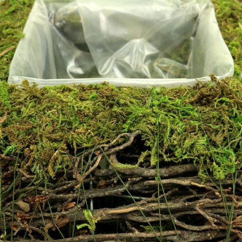 Product Plant pillow moss with vine 20cm x 20cm