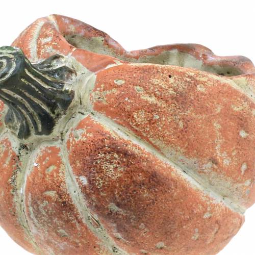 Floristik24 Pumpkin for planting Orange 19×15×16cm