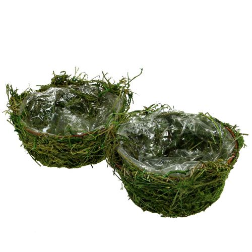 Floristik24 Planting bowl with moss Ø16cm H9cm - 10cm Green 3pcs
