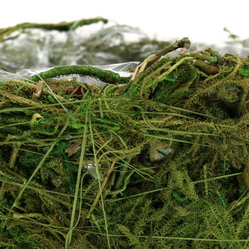 Floristik24 Planting bowl with moss Ø16cm H9cm - 10cm Green 3pcs