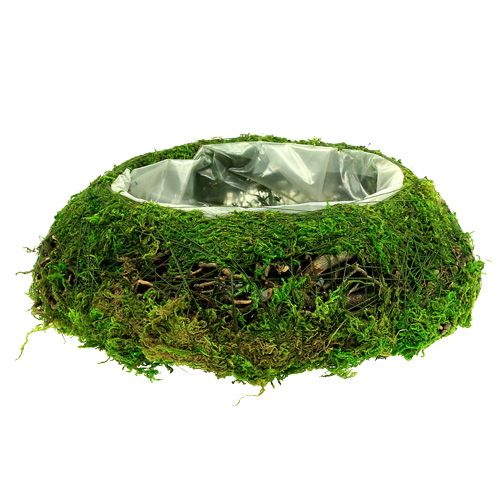 Floristik24 Planting bowl moss with vine Ø 25cm