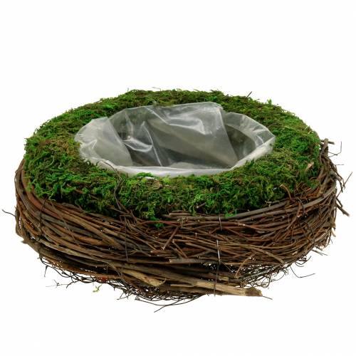 Floristik24 Plant bowl rattan, moss Ø26cm H9cm