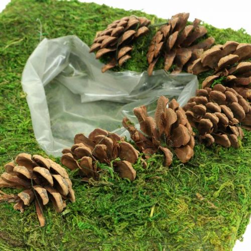 Floristik24 Plant cushion heart moss and cones square 25 × 25cm