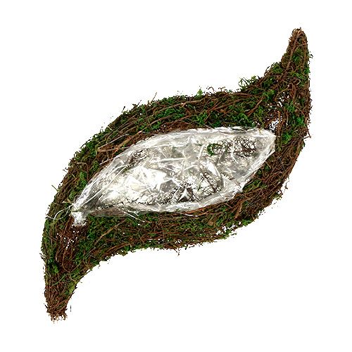 Floristik24 Plant wave vine, moss 45cm x 18cm H7cm