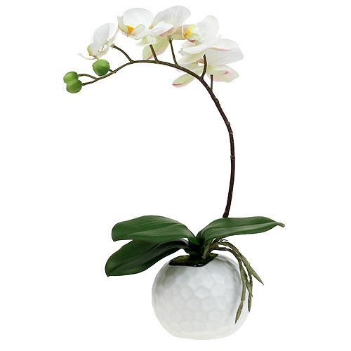 Product Phalaenopsis cream in a ceramic pot 33cm