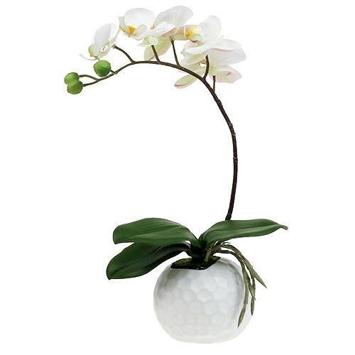 Floristik24 Phalaenopsis cream in a ceramic pot 33cm