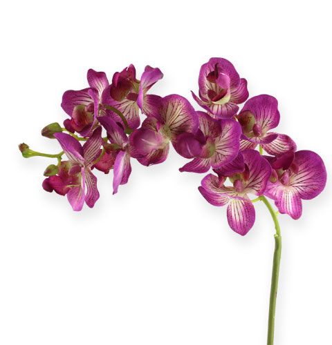 Floristik24 Orchid Phalaenopsis Purple-Cream 62cm