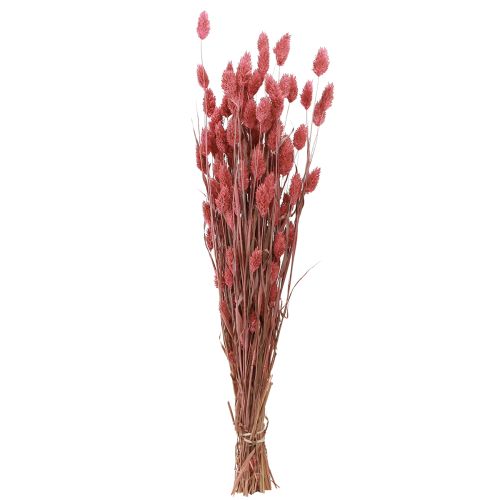 Floristik24 Phalaris Shiny Grass Dried Flowers Pink 64cm 70g × 2pcs