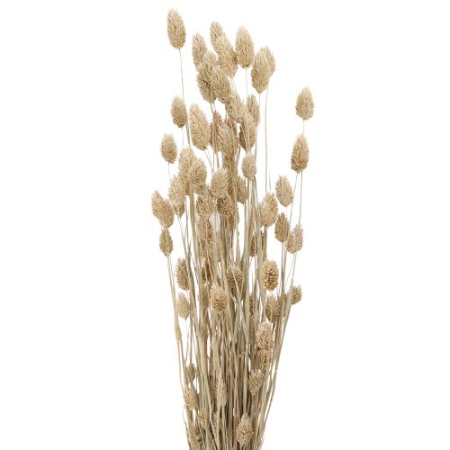 Floristik24 Phalaris Canary Grass Dried Flowers White L64cm 75gx2St