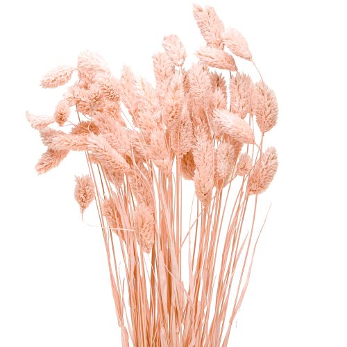 Product Phalaris Light pink Canary grass Dried decor 65cm 60g