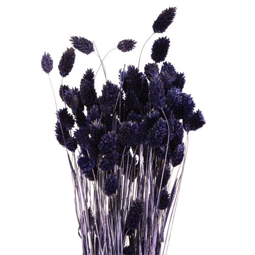 Product Phalaris Violet Dried Grasses Glossy Grass 50-55cm 100g