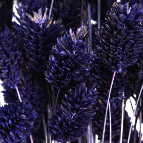 Product Phalaris Violet Dried Grasses Glossy Grass 50-55cm 100g