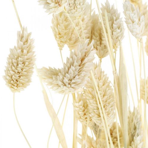 Product Phalaris grass, dried flower bunch, dried glossy grass, bleached L30–60cm 50g