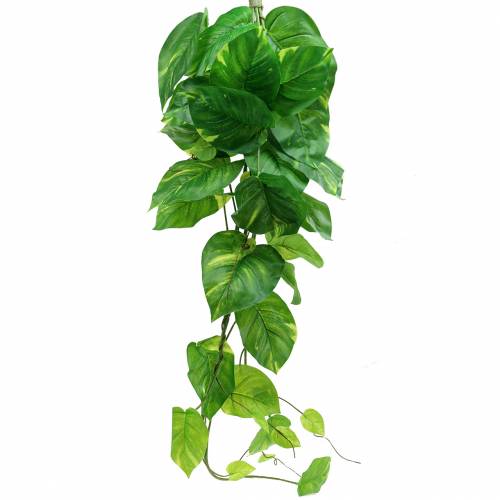 Floristik24 Philodendron hanger 110cm