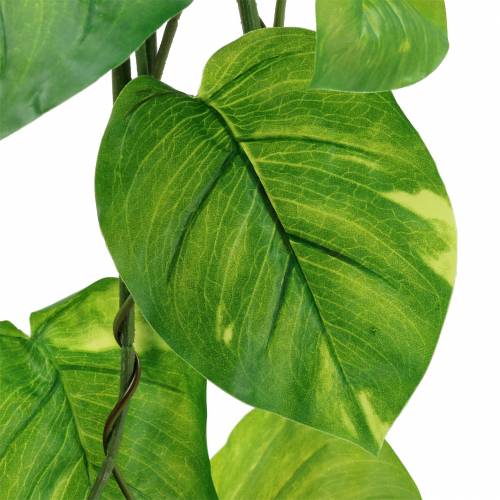 Floristik24 Philodendron hanger 110cm