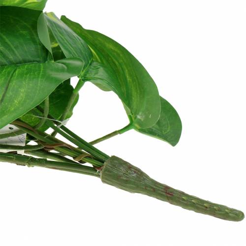 Floristik24 Philodendron hanger 110cm