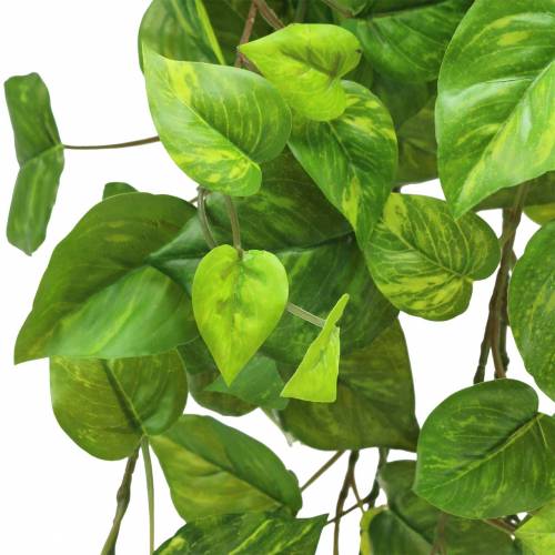Product Philodendron hanger 80cm