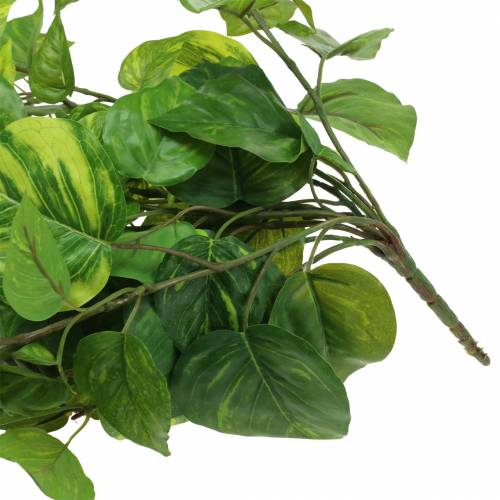 Product Philodendron hanger 80cm