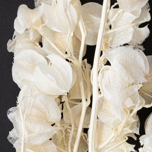 Floristik24 Physalis dried bleached lantern flower decoration Nicandra 75-80cm 100g