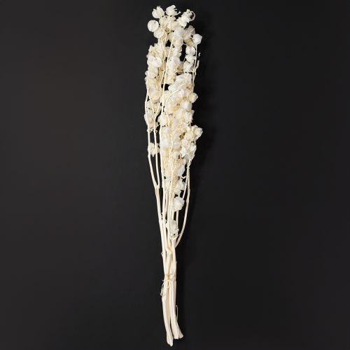Floristik24 Physalis dried bleached lantern flower decoration Nicandra 75-80cm 100g