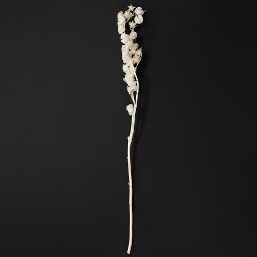 Product Physalis dried bleached lantern flower decoration Nicandra 75-80cm 100g