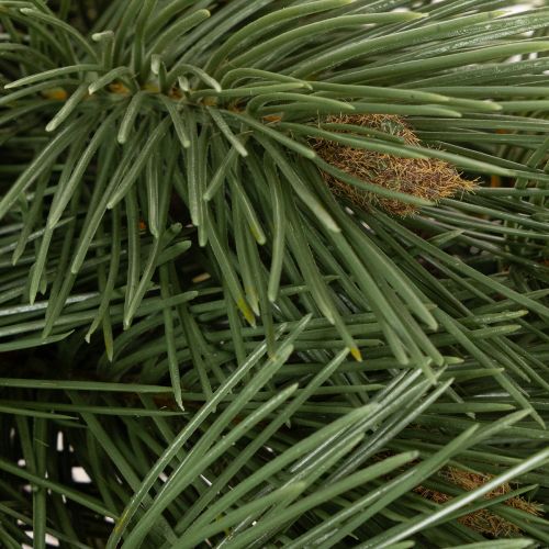 Artificial Pine Twig Set, 55cm, Pack of 3, Green

```html
<h2>Artificial Pine Twig for Festive Decoration</h2>

<p>
This artificial pine twig set includes three green branches, each 55cm long. Designed for indoor use, these plastic pine twigs bring a real | Floristik24.co.uk