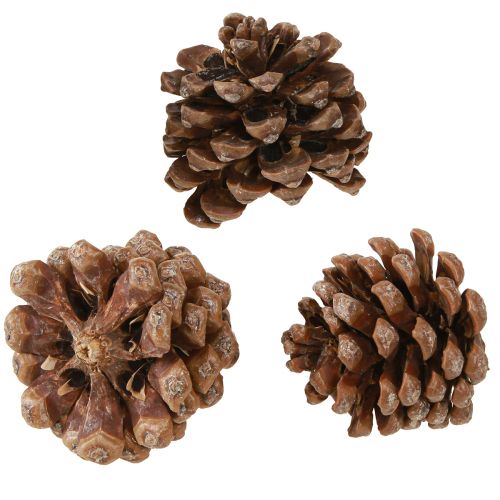 Product Pinus Pinea Medium Pine Cones Natural 8-10cm 50 Pcs