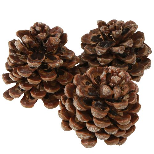 Product Pinus Pinea Medium Pine Cones Natural 8-10cm 50 Pcs