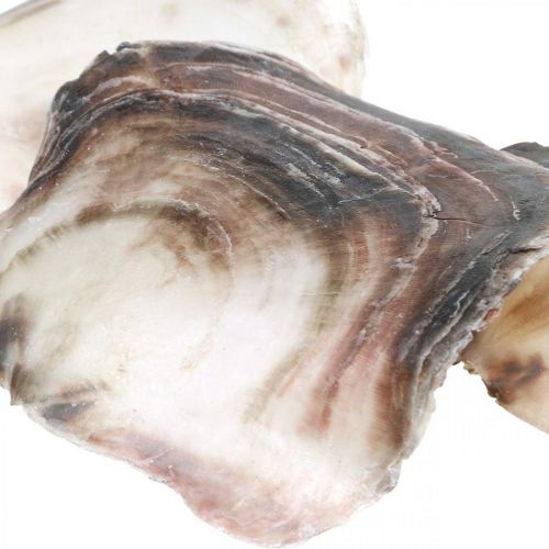 Floristik24 Capiz Shells, Natural Clam Shells, Natural Items Pearlescent Purple 4–16cm 430g