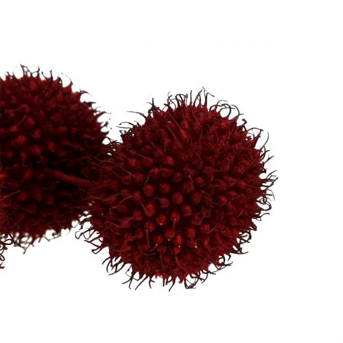 Floristik24 Plane tree fruits dried dark red 250g