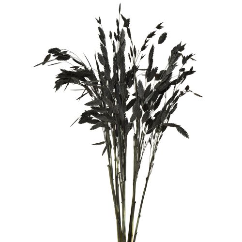 Flat-ear grass dry grass Chasmantium Black 70cm 10 pcs