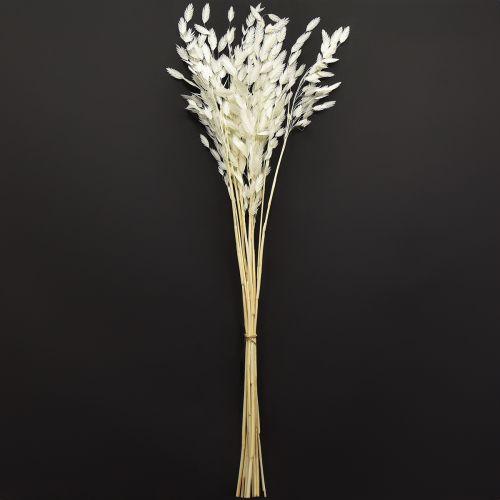 Product Flat-eared grass dry grass Chasmantium White 70cm 10 pcs