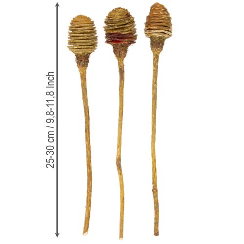 Platyspermum Cream 1-3, 50 heads | Floristik24.co.uk