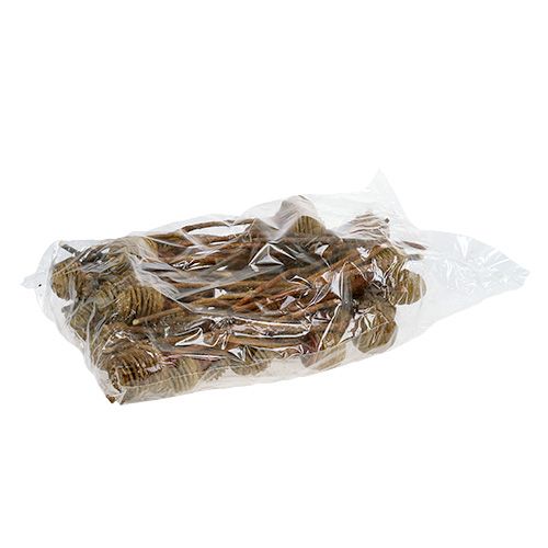 Product Platyspermum Cream 1-3, 50 heads