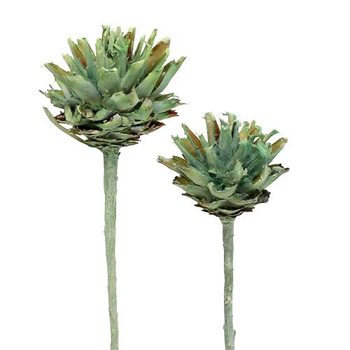 Product Plumosum 1 Green frosted 25 pcs